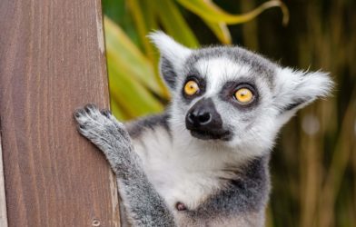 lemur gut health
