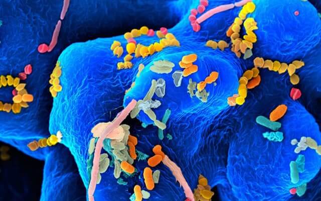 Gut microbes