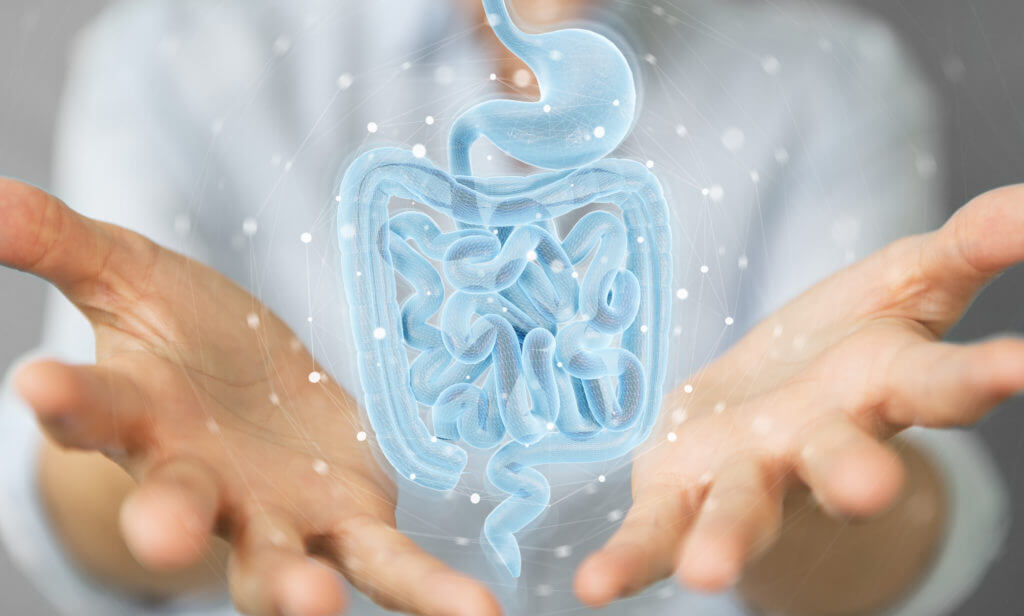 Gut regeneration: Here’s how your intestine works with stem cells to repair itself
