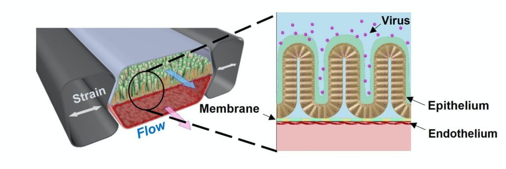 Intestine chip