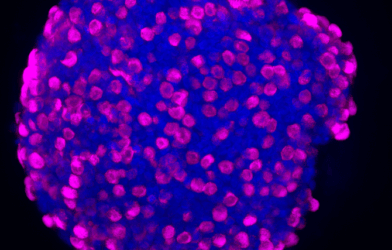 Enteroendocrine cells in organioid