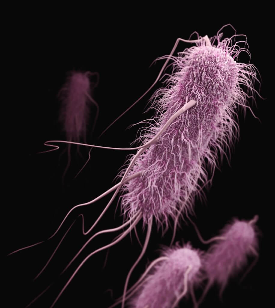 E. coli bacteria