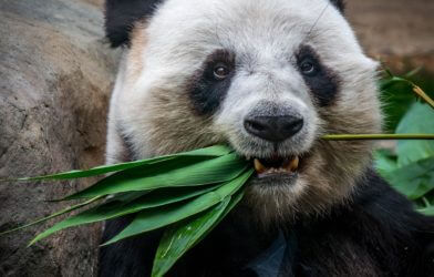 Panda eating bamboo