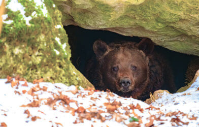 Brown bear in a den in its natural habitat, before or after hibernation