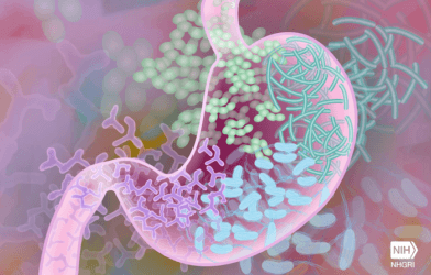 Gut bacteria