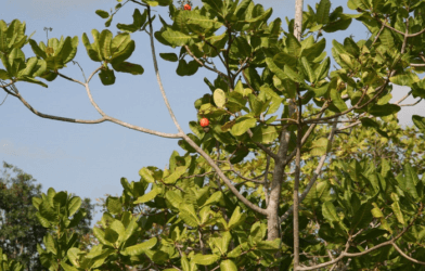 Cashew tree