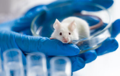 Lab mouse