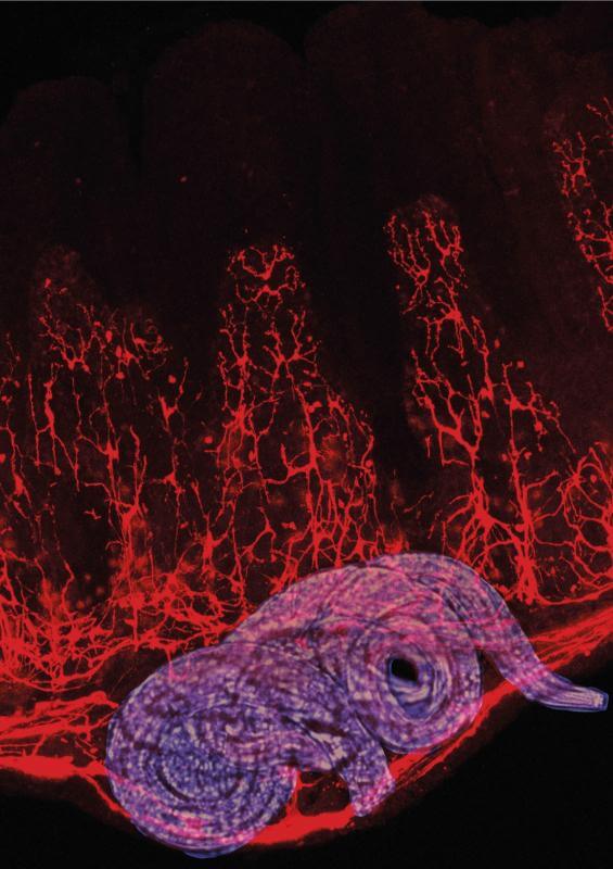 Glia cells