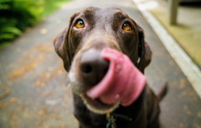 Dog licking face