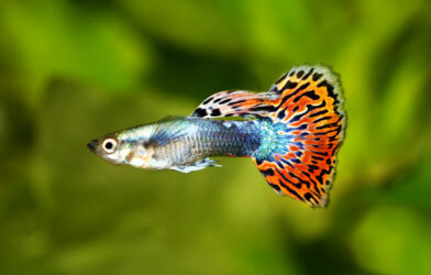 Guppy Poecilia reticulata fish