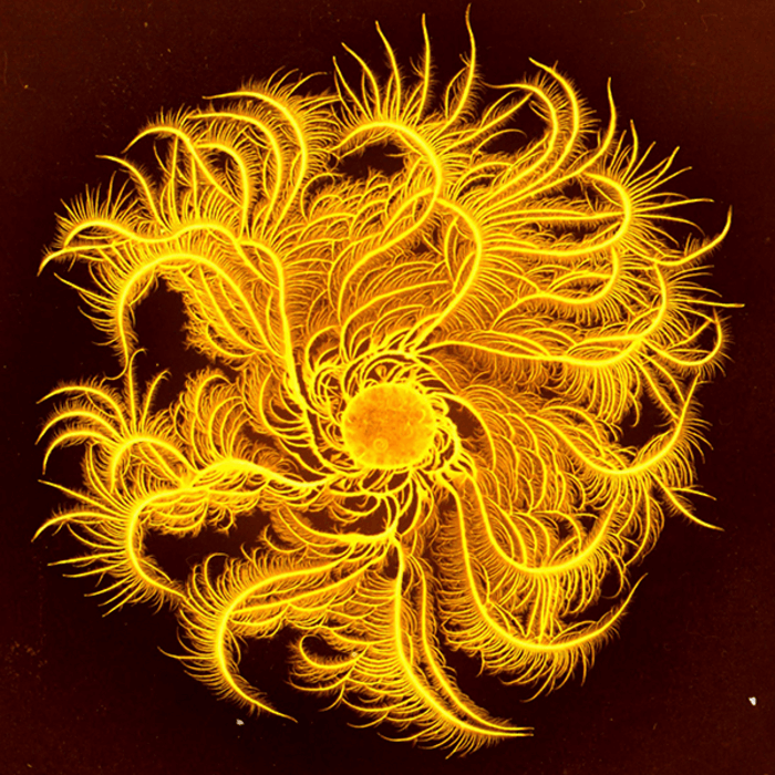 Paenibacillus bacteria