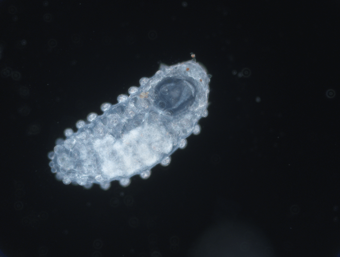 Sphaerodorid polychaete