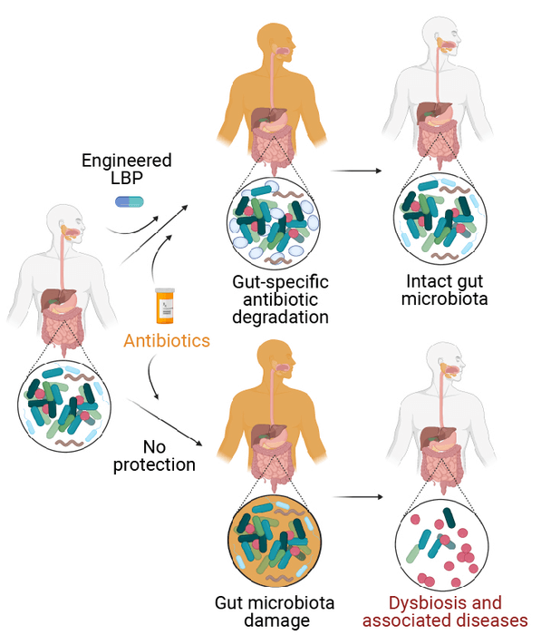 Synthetic biotherapeutic
