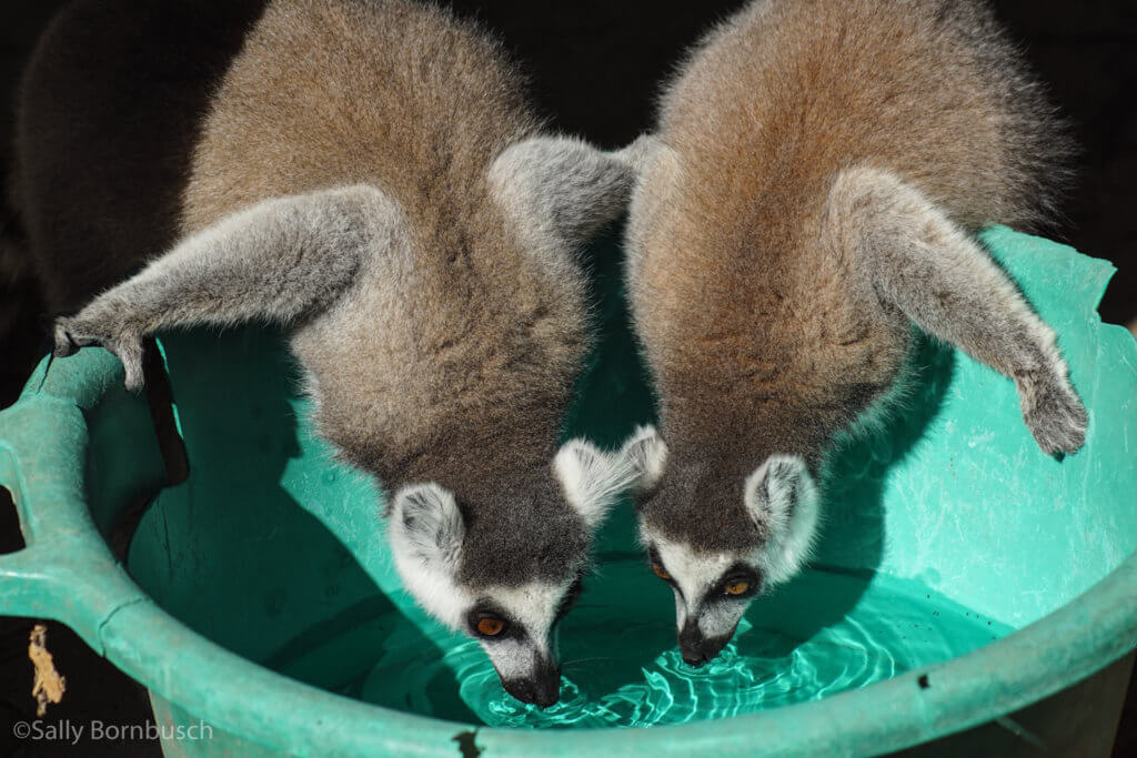 Lemurs