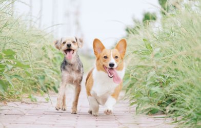 Dogs