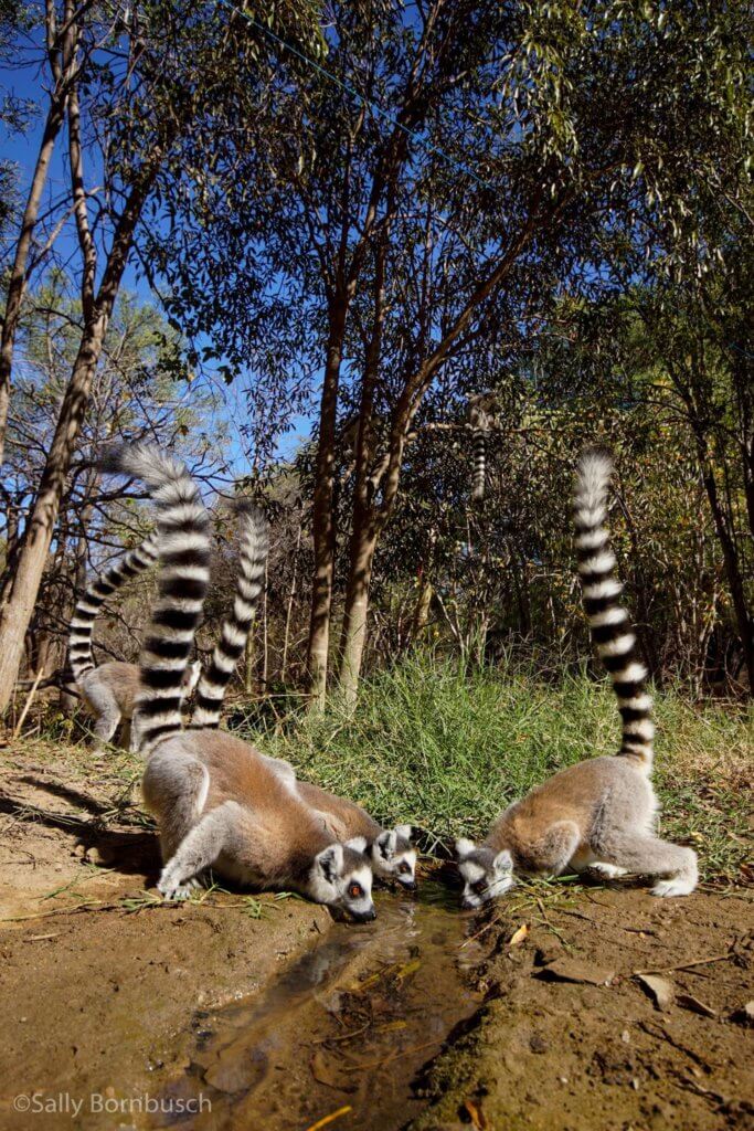 Lemurs