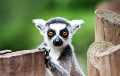 Lemur