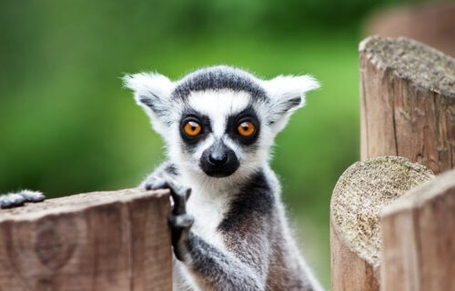 Lemur