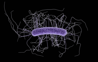 C. diff (C. difficile)