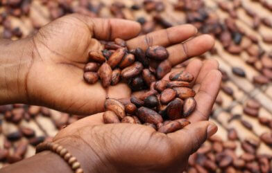 Cocoa beans